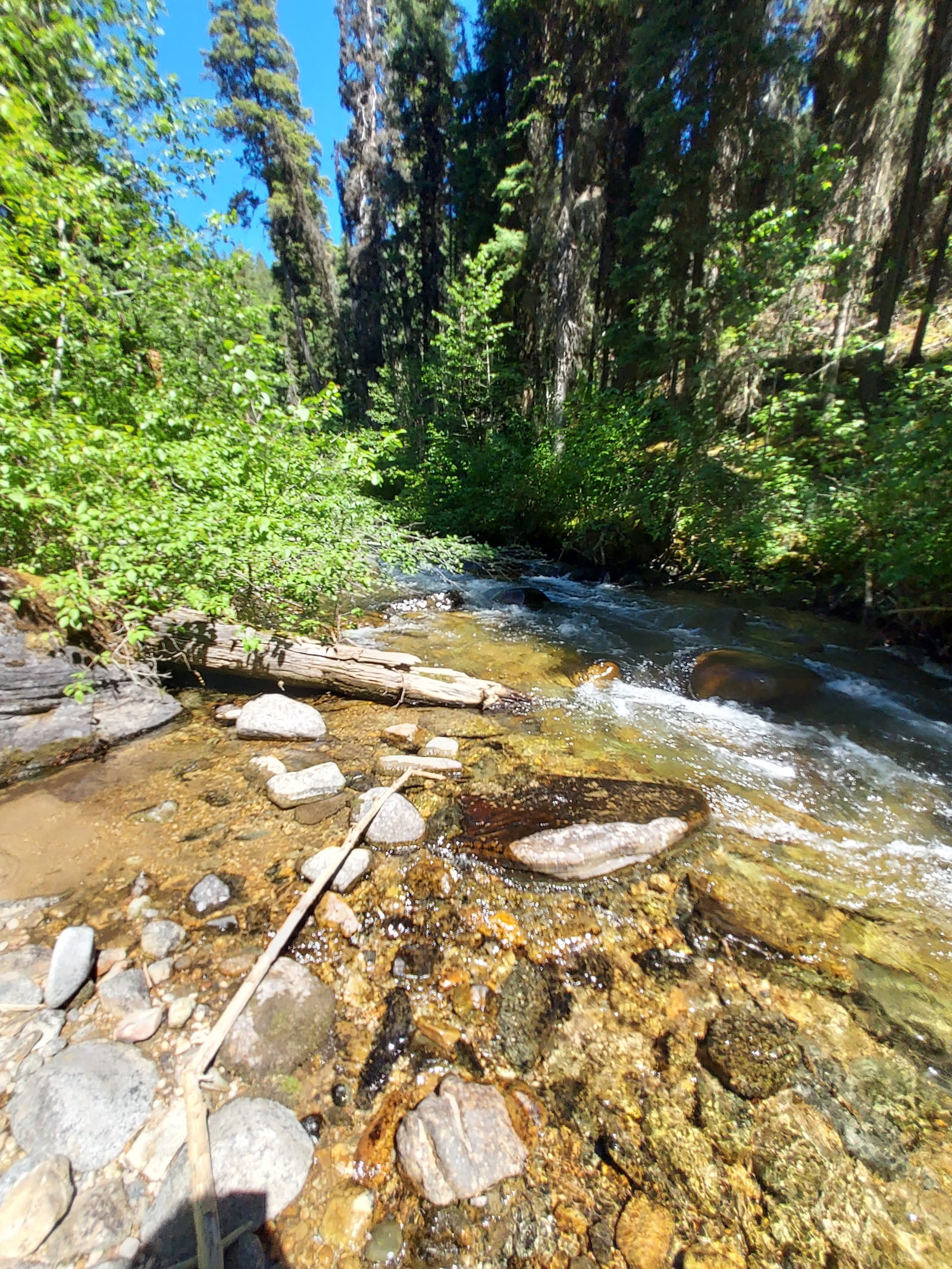 Montana creek flowing through rugged forest — Creekside with Monroe